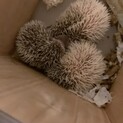生後6ヶ月のハリネズミ