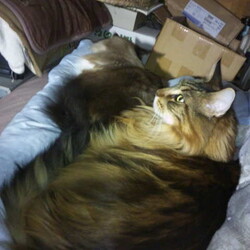 「匍匐前進のちハーフ猫団子！」サムネイル1