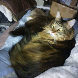 「匍匐前進のちハーフ猫団子！」サムネイル2