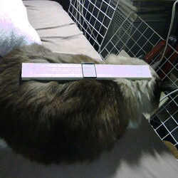 「匍匐前進のちハーフ猫団子！」サムネイル3