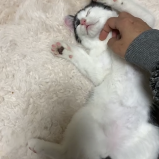 兄弟で保護した好奇心旺盛な♂