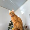 の写真