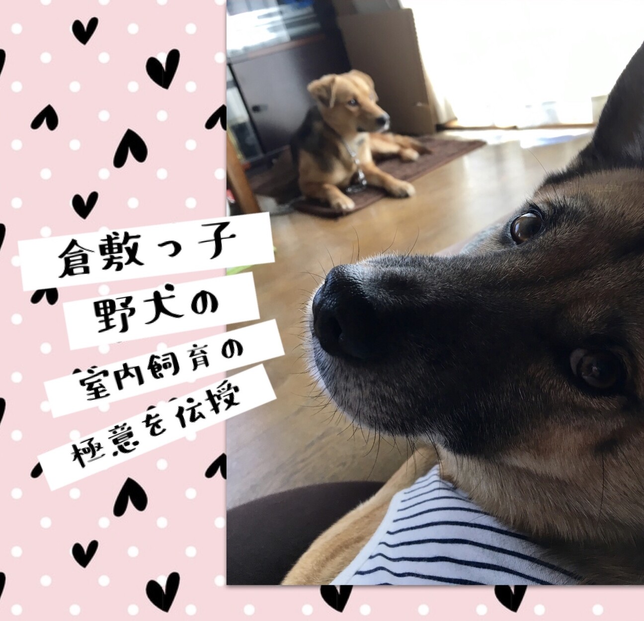 待ってました 野犬のトリセツ 繋 倉敷市保健所犬ボランティア のペットログ ペットのおうち 月間利用者150万人 待ってました 野犬のトリセツ 繋 倉敷市保健所犬ボランティア のペットログ ペットのおうち 月間利用者150万人