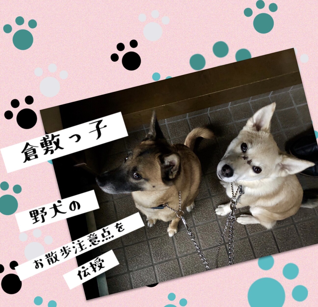 待ってました 野犬のトリセツ 繋 倉敷市保健所犬ボランティア のペットログ ペットのおうち 月間利用者150万人 待ってました 野犬のトリセツ 繋 倉敷市保健所犬ボランティア のペットログ ペットのおうち 月間利用者150万人