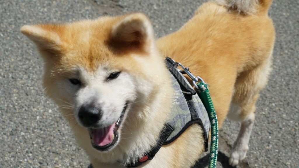 おもちゃ大好き アキー 広島県 犬の里親募集 3450 ペットのおうち 月間利用者150万人