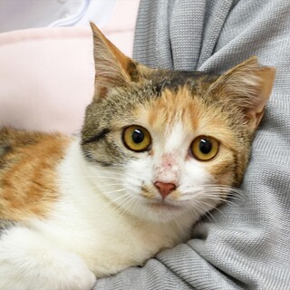 えりか嬢。はにかみやで心いじらしい子。