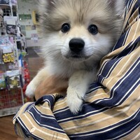 おもち