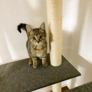 【一時募集停止】くりくりお目々の『ちなちゃん』