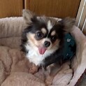 チワワ♀５才ウランちゃん