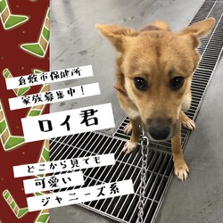 「どこから見ても可愛いロイ君を→譲渡決定！」サムネイル2