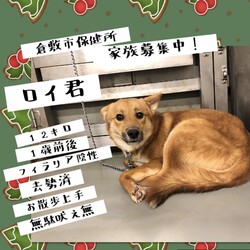 「どこから見ても可愛いロイ君を→譲渡決定！」サムネイル3