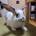 2020年10月1日産まれの小うさぎです