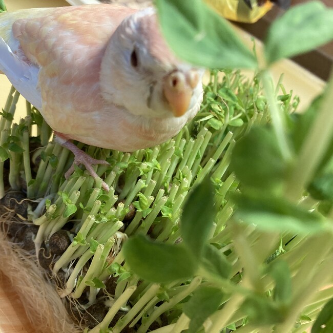 凪子のカバー写真