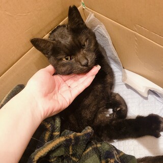 【急募】甘えん坊な黒猫の女の子♡要介護