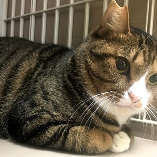 【再掲載】子猫を守る心やさしきタイガ兄貴