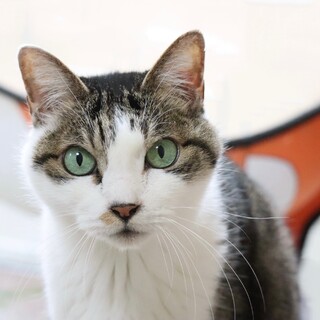 ★温和でスリスリ甘えん坊★特技は添い寝です！