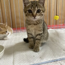 にゃんタッチ譲渡会