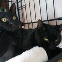 かわいい黒猫　5月生まれ元気で人なつっこいオス2匹