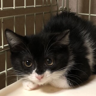 元気いっぱいおてんば娘　てまりちゃん