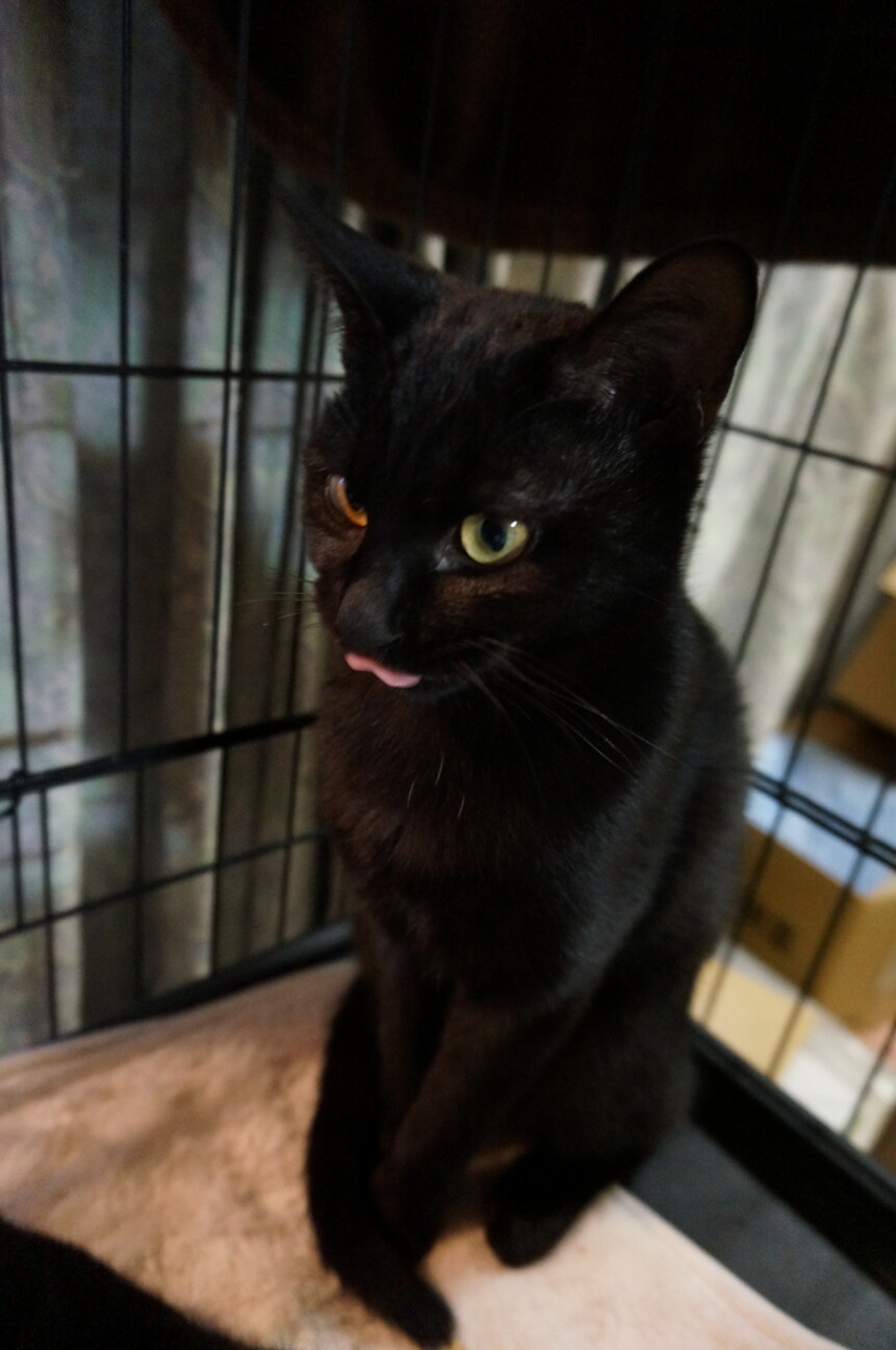 かわいい黒猫 5月生まれ 山梨県 猫の里親募集 ペットのおうち 月間利用者150万人