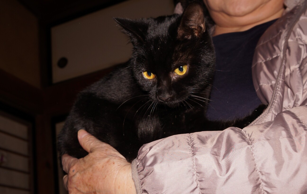 かわいい黒猫 5月生まれ 山梨県 猫の里親募集 ペットのおうち 月間利用者150万人