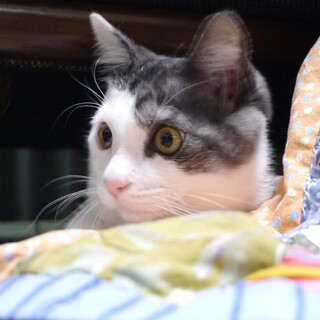 【再掲載】奇跡の生還を果たした子猫、ケンシロウ