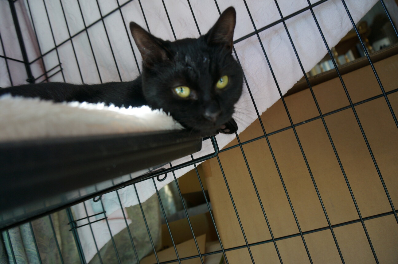 かわいい黒猫 5月生まれ 山梨県 猫の里親募集 ペットのおうち 月間利用者150万人