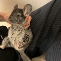 チンチラの赤ちゃんです