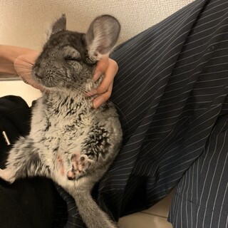 チンチラの赤ちゃんです