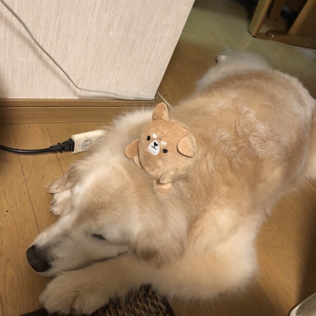 せやかて工藤のカバー写真