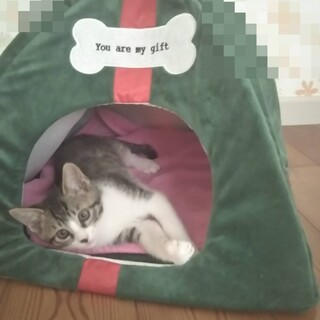 可愛いお顔のキジ白くん☆2ヶ月半の男の子