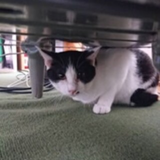 てつこ　男の子