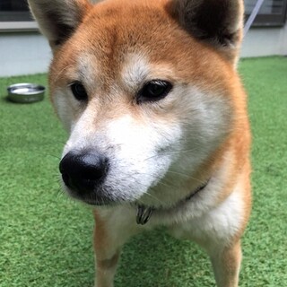 柴犬♂ノバ君5才