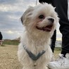 ぽこちゃんもうすぐで1歳です