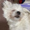 ramupokoさん