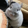 ささみ。