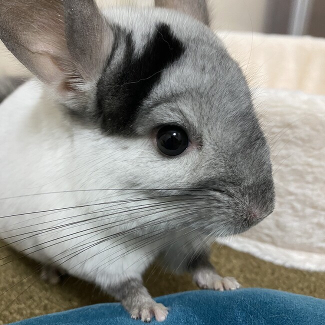 ささみ。のカバー写真