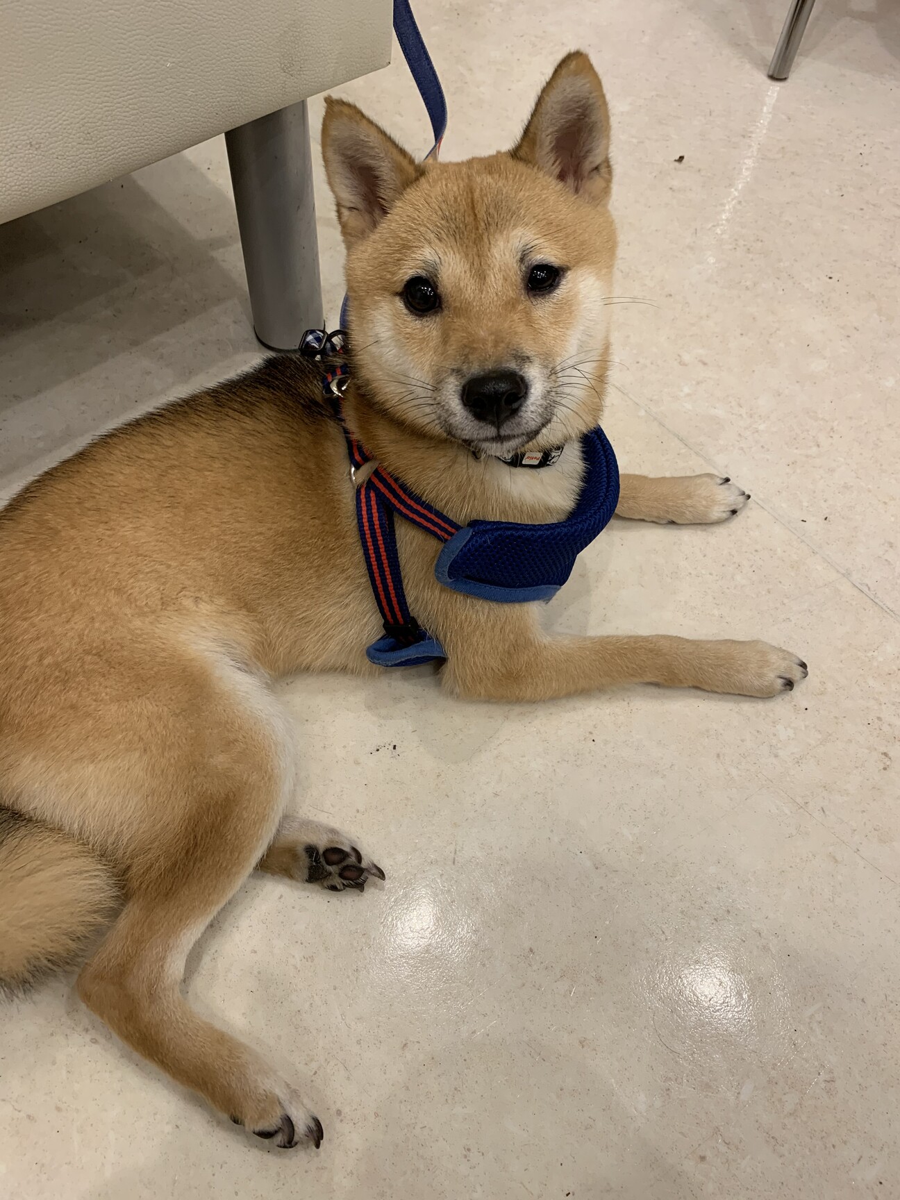 豆芝 茶色０歳８カ月 お 東京都 犬の里親募集 ペットのおうち 月間利用者150万人