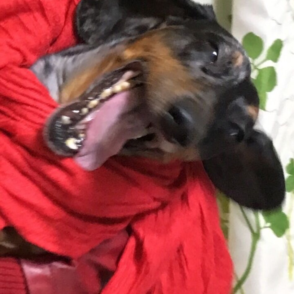 ラムのカバー写真