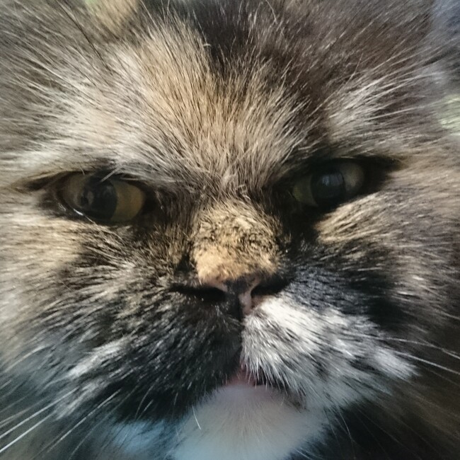 西と北のカバー写真