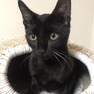 甘えん坊の黒猫ビビ君です❣️