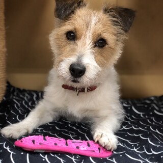 最縁のご家族が決まりました