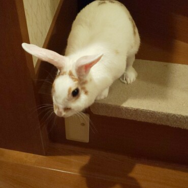 階段に興味深々