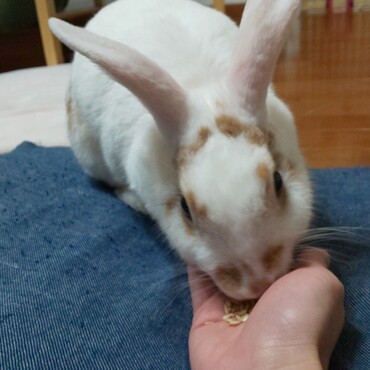 おやつのエン麦はいつも手渡し