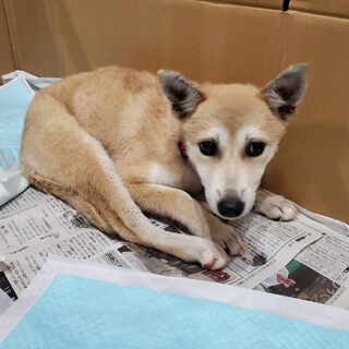 この子を助けてください。