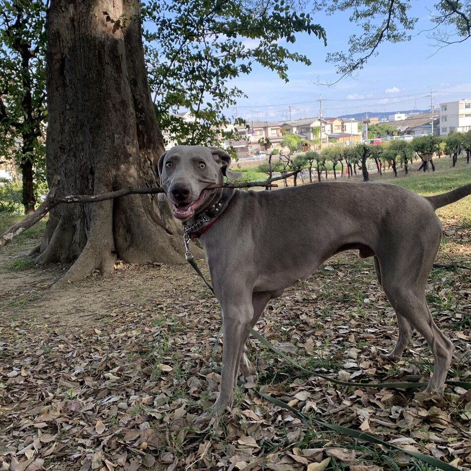ベルのカバー写真