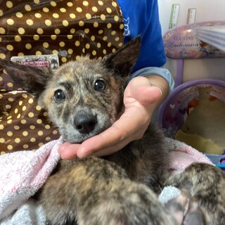 この子を助けてください。