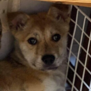 この子を助けてください。