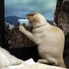 ういきょう