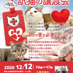 あなたが繋ぐ、保護猫の物語ー。『訳猫の譲渡会』（わけねこ譲渡会）